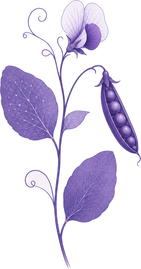 Stylized botanical illustration of a pea plant in iris violet